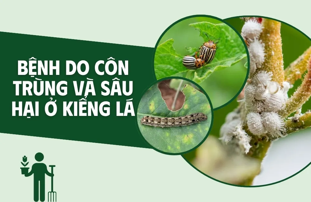 bệnh do côn trùng và sâu hại ở kiểng lá