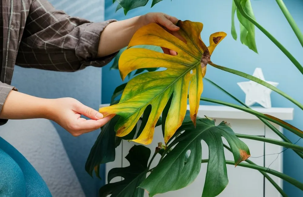 Nguyên nhân kiểng lá bị vàng lá hàng loạt