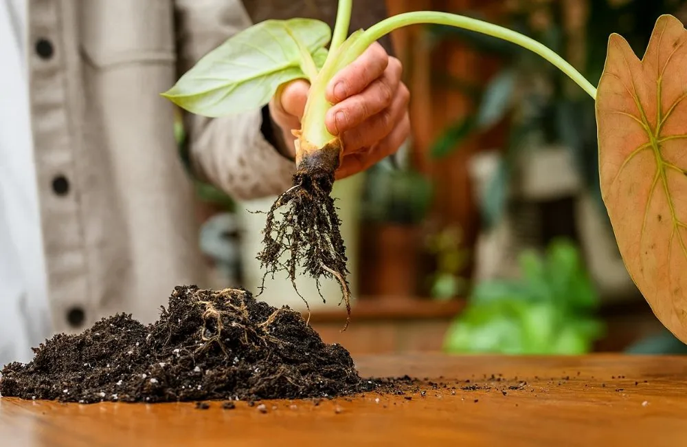 Cách xử lý kiểng lá bị thừa phân