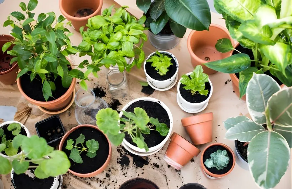 Cách bổ sung dinh dưỡng đúng cách cho cây kiểng lá