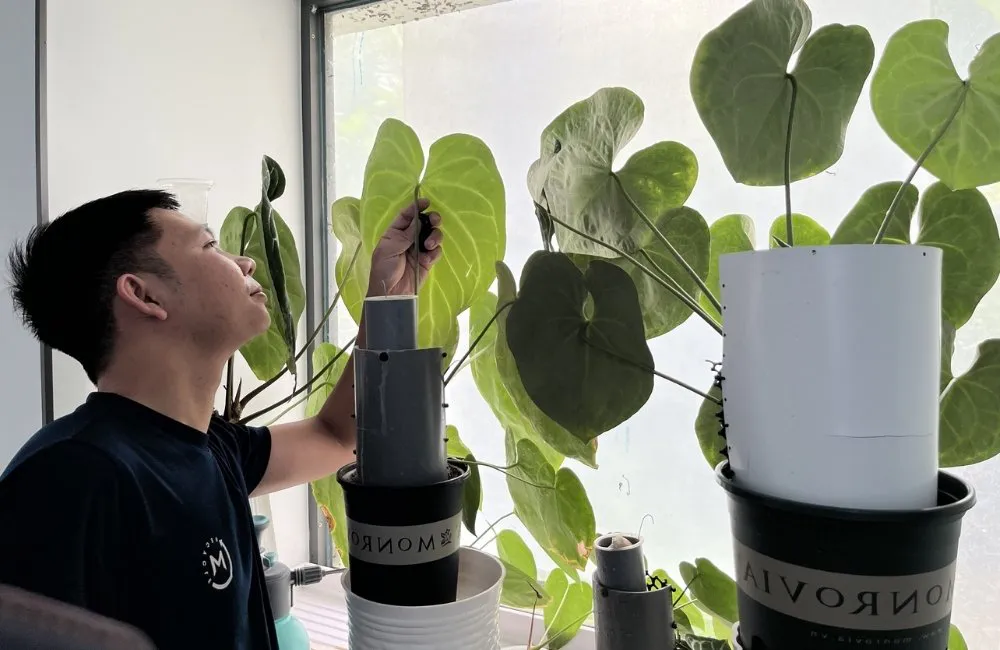 phòng bệnh do môi trường và dinh dưỡng ở kiểng lá