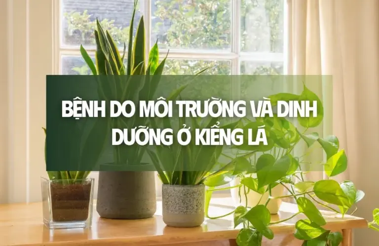 Xử lý nhanh bệnh do môi trường và dinh dưỡng ở kiểng lá