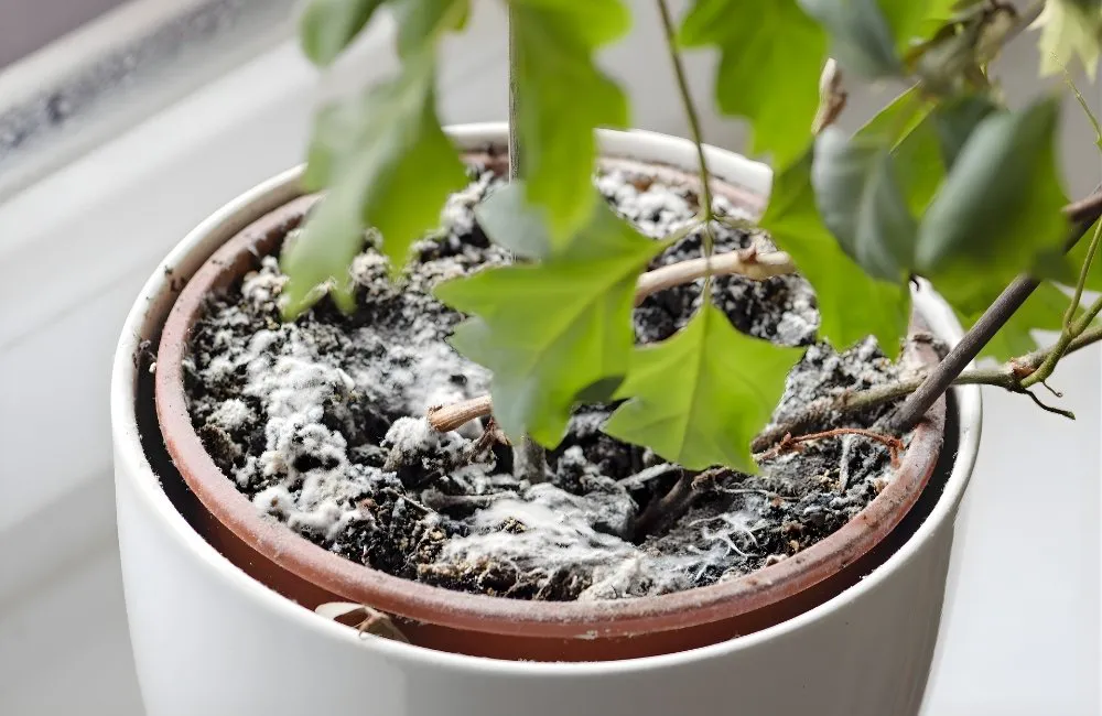 Cách khử khuẩn bệnh do nấm mốc đất và phục hồi kiểng lá