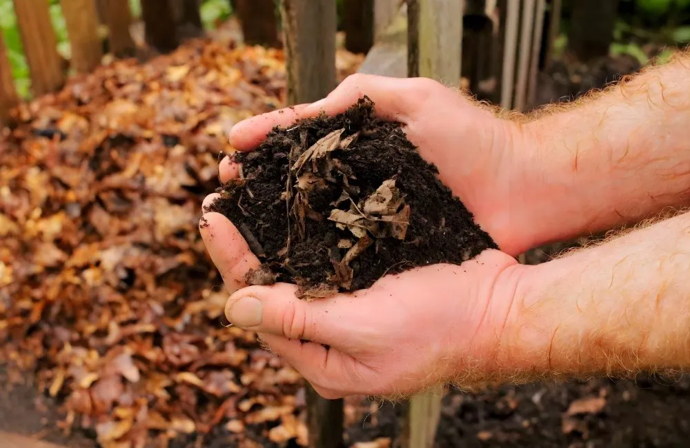 Khi nào nên thay giá thể mới cho kiểng lá