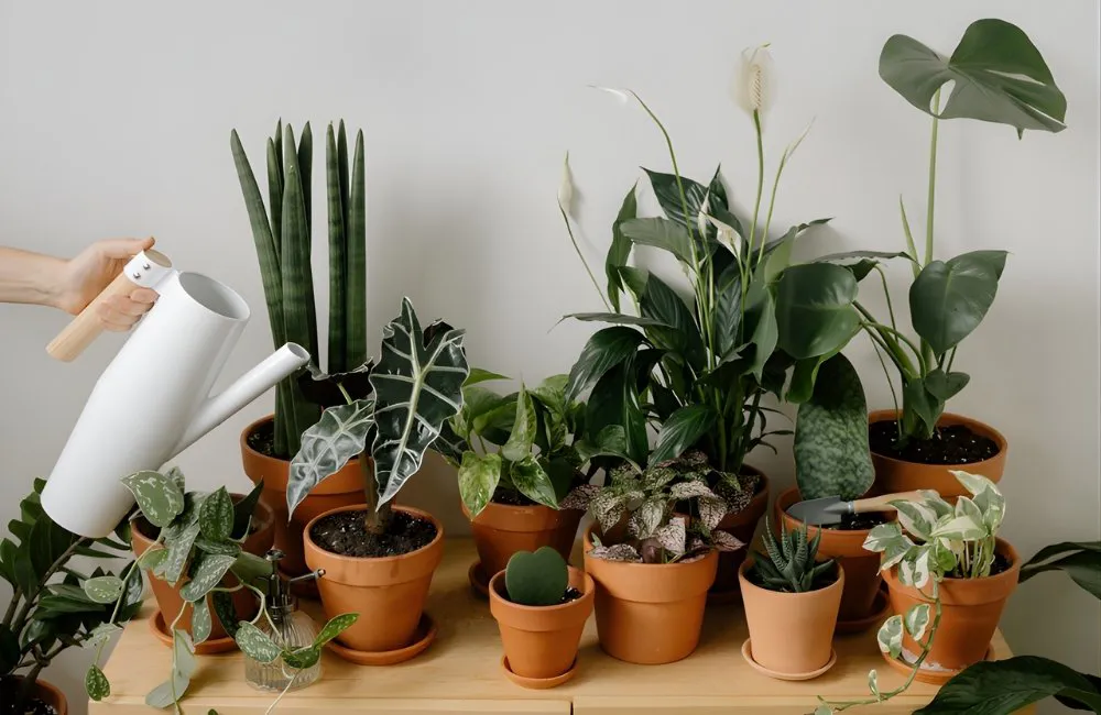 Chăm sóc cây sau trị bệnh do nấm mốc đất và phục hồi kiểng lá