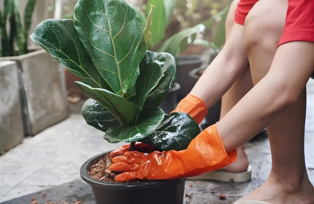 Chăm cây bệnh kiểng lá không bị tái nhiễm