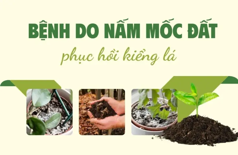 Nguyên nhân bệnh do nấm mốc đất và phục hồi kiểng lá nhanh