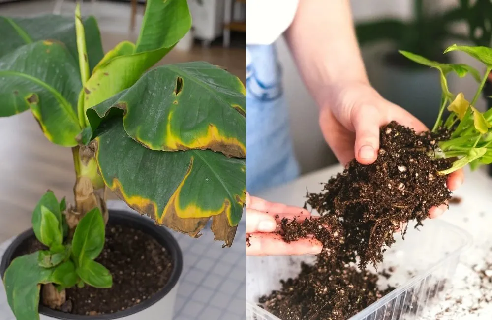 triệu chứng bệnh do nấm và vi khuẩn ở kiểng lá