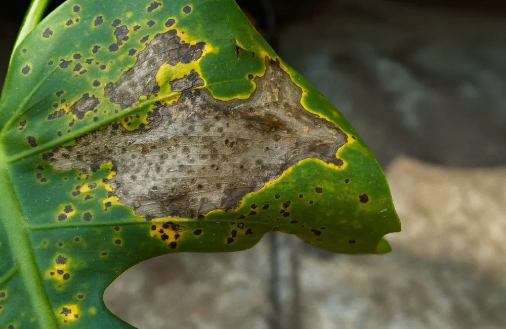 Bệnh đốm lá cây kiểng do vi khuẩn
