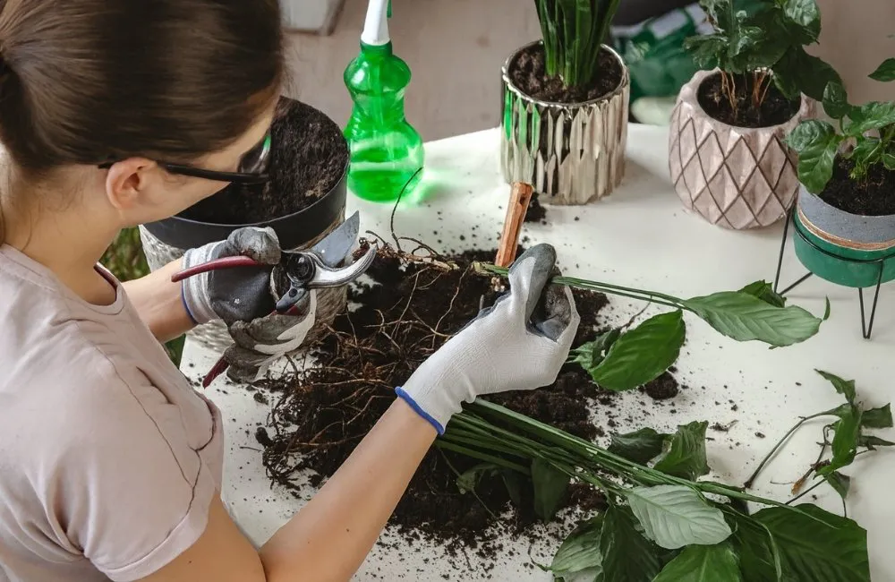 phòng ngừa bệnh nấm vi khuẩn cây kiểng