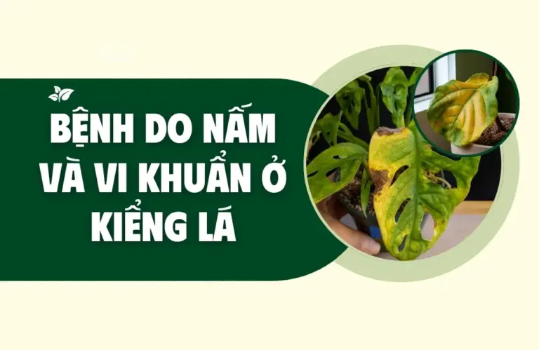 Phòng trị bệnh do nấm và vi khuẩn ở kiểng lá hiệu quả