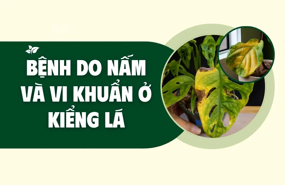 bệnh do nấm và vi khuẩn ở kiểng lá