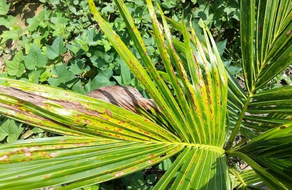 Bệnh đốm lá dừa
