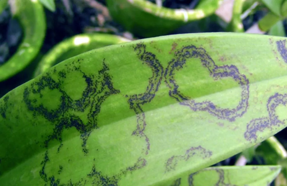 Bệnh đốm lá vanilla