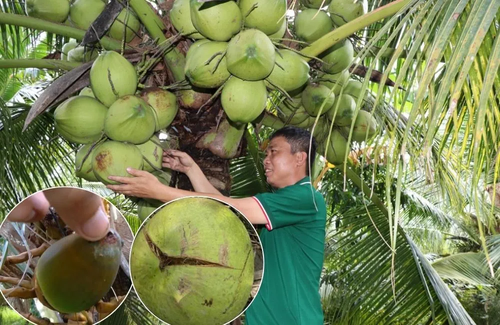 Bệnh gây nứt và rụng trái non ở cây dừa