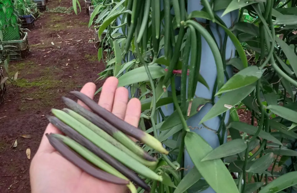 Bệnh thối quả vanilla