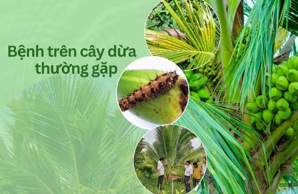 Bệnh trên cây dừa thường gặp