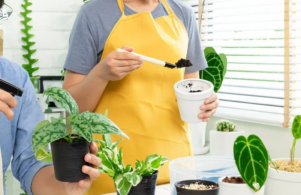 chế phẩm sinh học an toàn cho cây kiểng lá