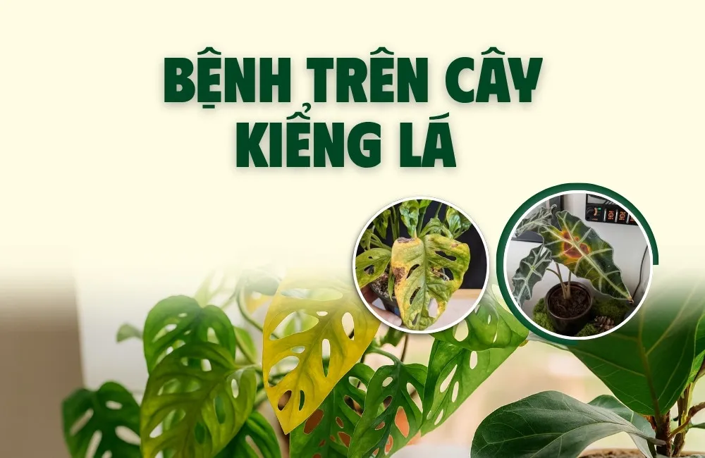 bệnh trên cây kiểng lá