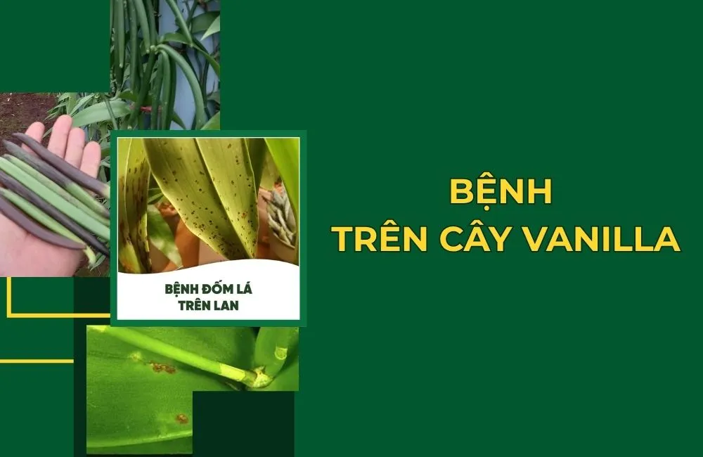 Bệnh trên cây lan Vanilla