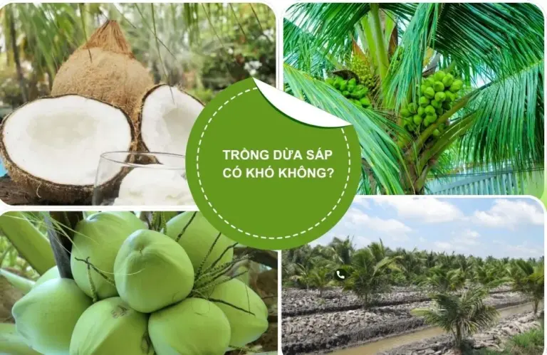 Bỏ túi bí quyết trồng dừa sáp năng suất cao cho người nông dân