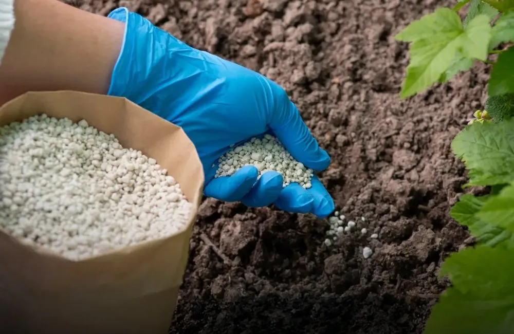 Giai đoạn ex-vitro bón phân sầu riêng