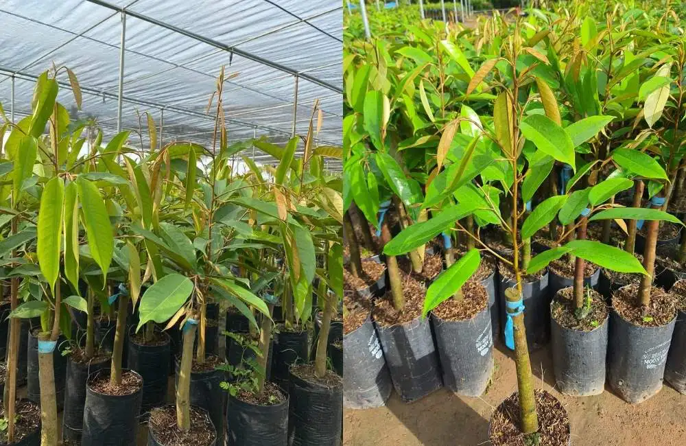 bón phân giai đoạn kiến thiết sầu riêng