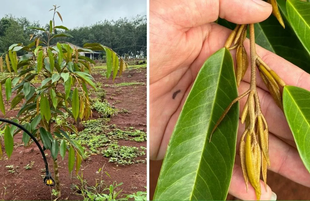 rủi ro bón phân sầu riêng