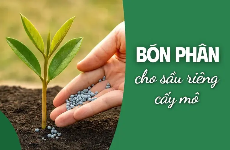 Công thức bón phân cho sầu riêng cấy mô giúp cây khỏe