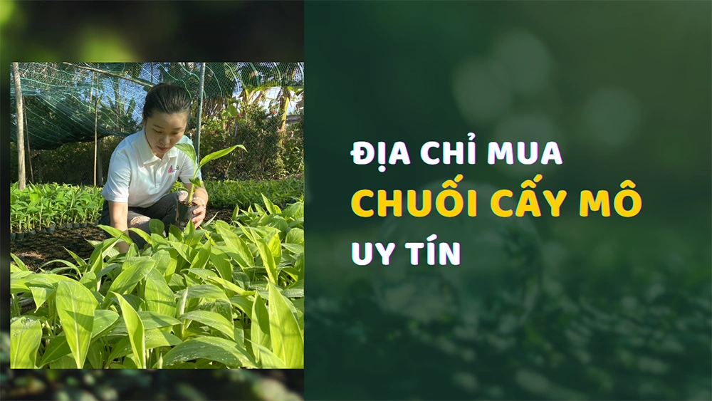 Mua cây chuối cấy mô ở đâu uy tín? Bật mí nơi cung cấp giống đạt chuẩn xuất khẩu