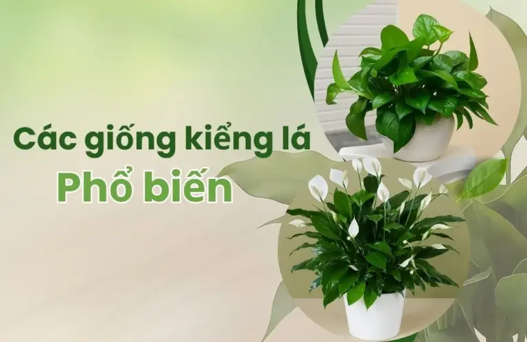 Khám phá các loại kiểng lá đẹp, dễ trồng và đáng sưu tầm nhất 2025