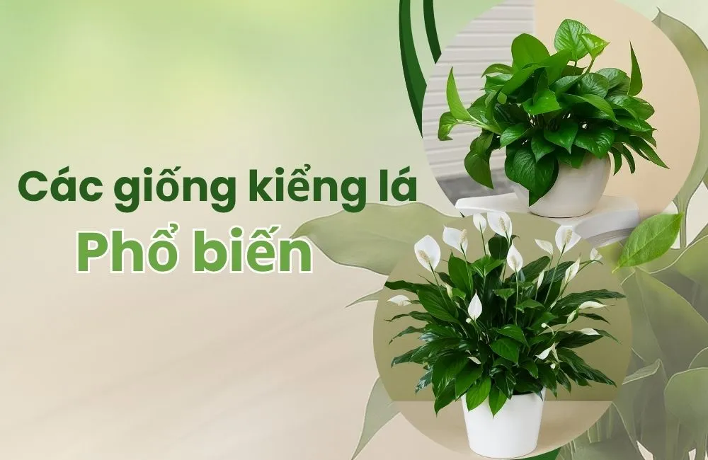 Các loại kiểng lá phổ biến