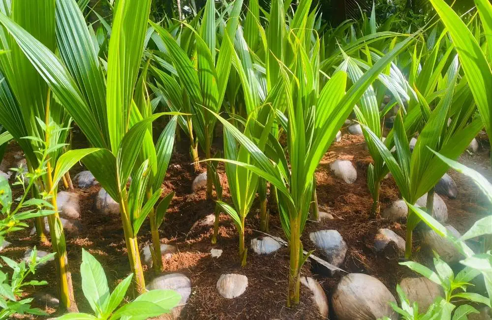 Lựa chọn phương pháp tưới dừa sáp phù hợp