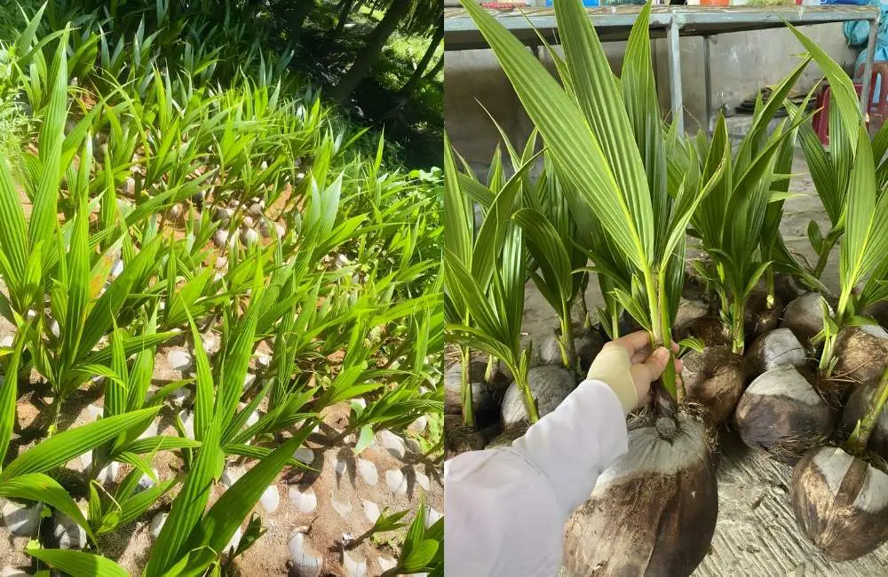 Thời điểm tưới dừa sáp thích hợp