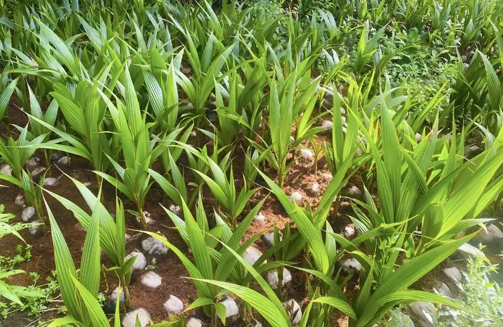 Làm sao để thoát nước nhanh khi trồng cây dừa sáp tại vườn vào mùa mưa