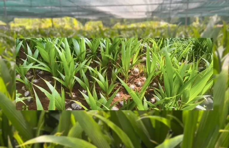 Hướng dẫn chi tiết cách chăm sóc dừa sáp sau trồng đúng cách