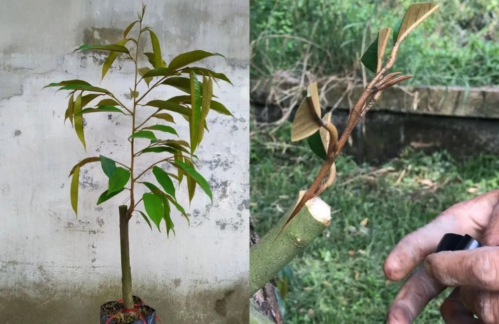 quy trình ghép sầu riêng