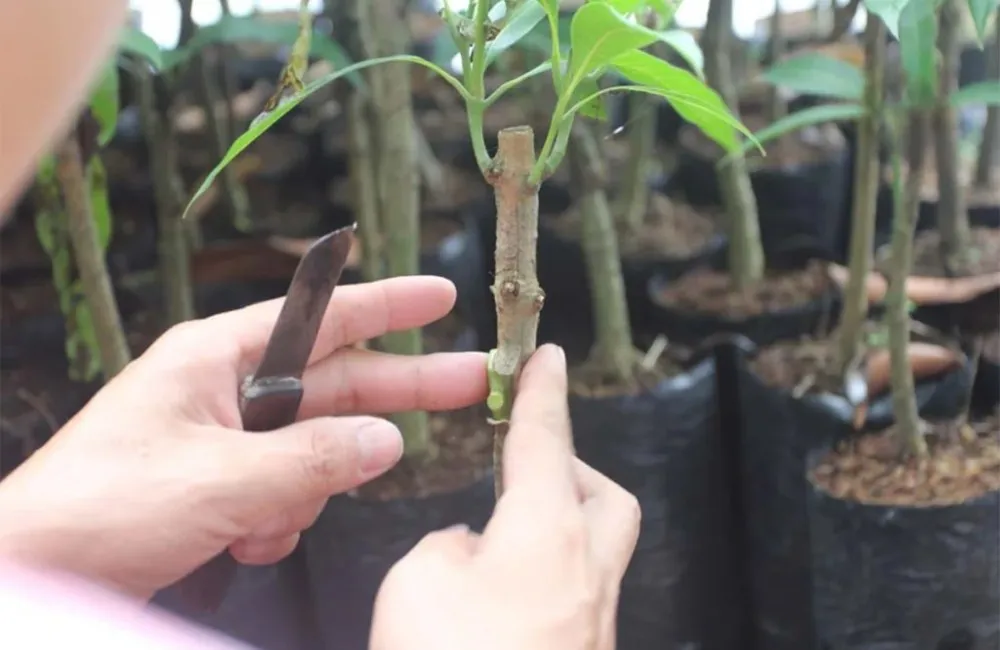 kỹ thuật ghép sầu riêng