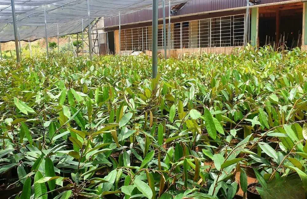 cách ghép sầu riêng