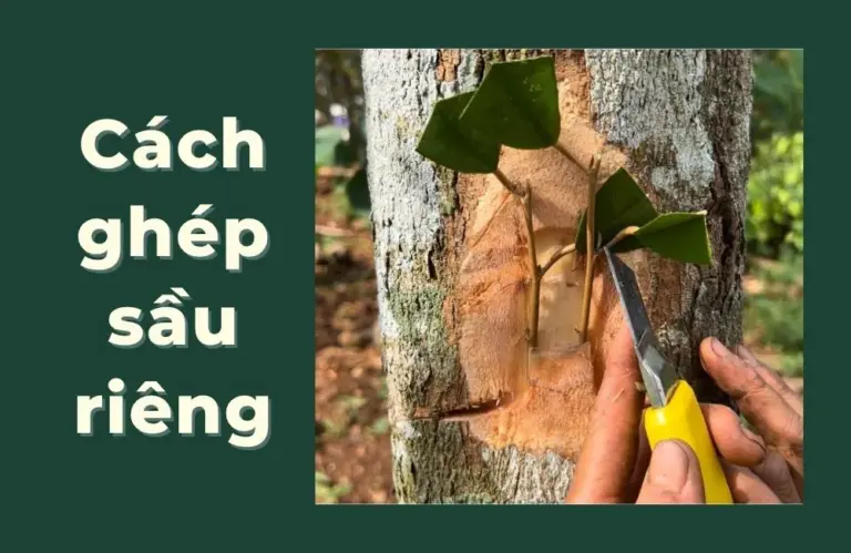 Hướng dẫn chi tiết cách ghép sầu riêng chuẩn nông nghiệp