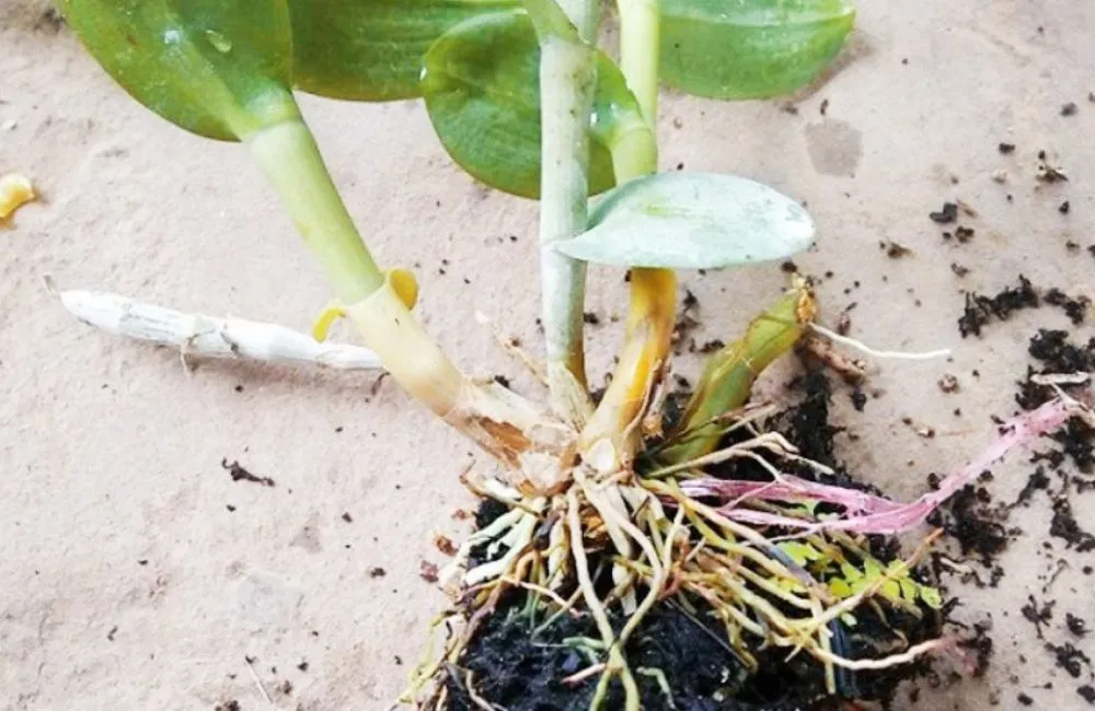 Dấu hiệu nhận biết cây vanilla bị bệnh