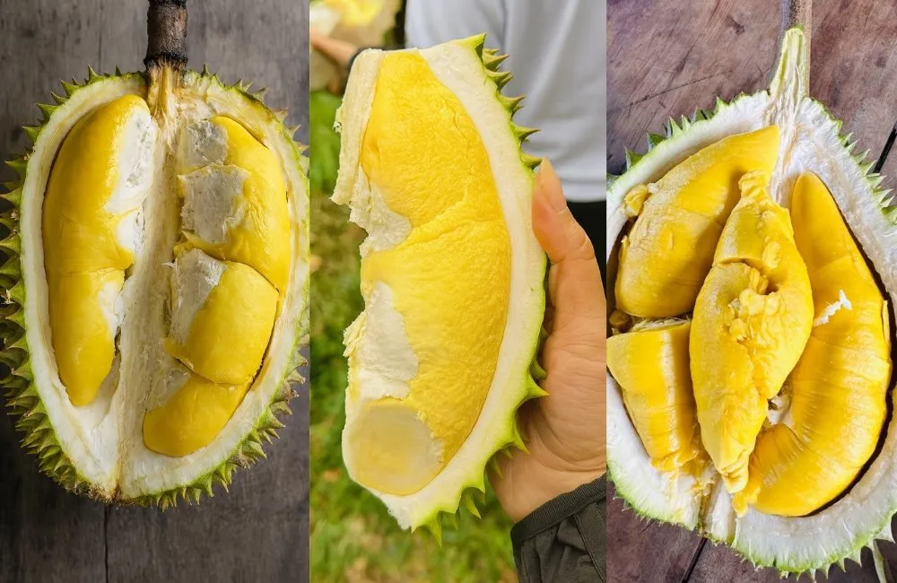 các giống sầu riêng