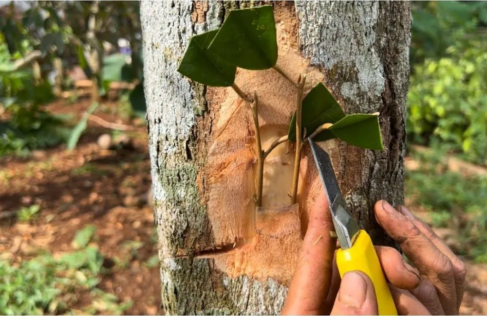 Cách nhân giống sầu riêng bằng ghép