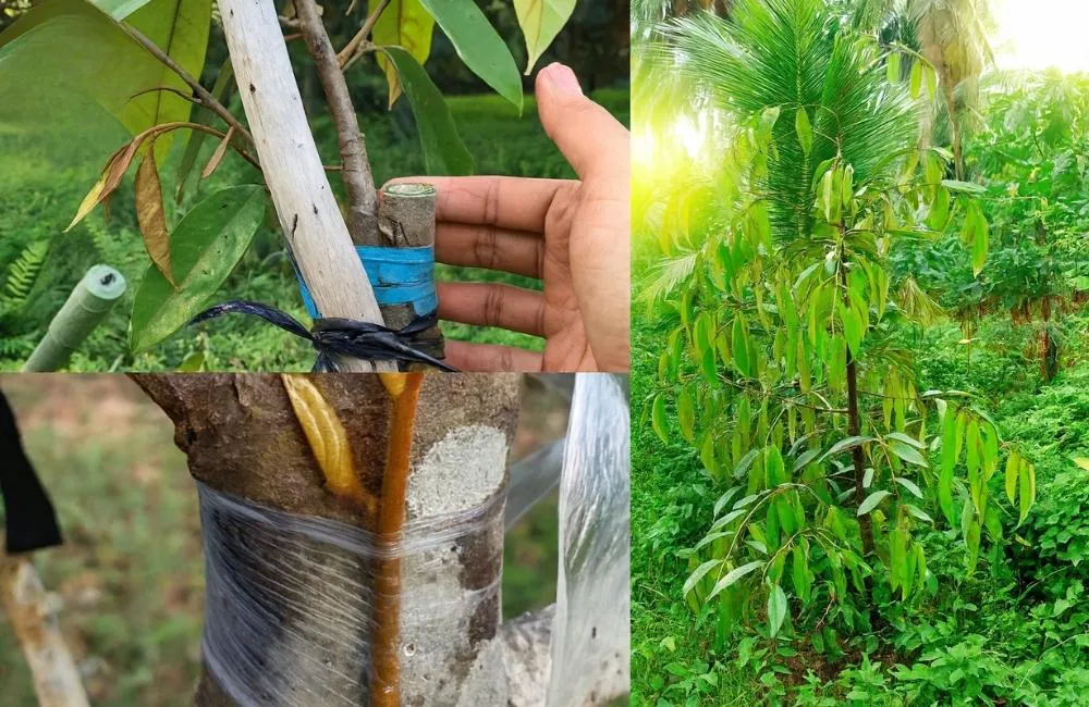 Lựa chọn phương pháp nhân giống sầu riêng