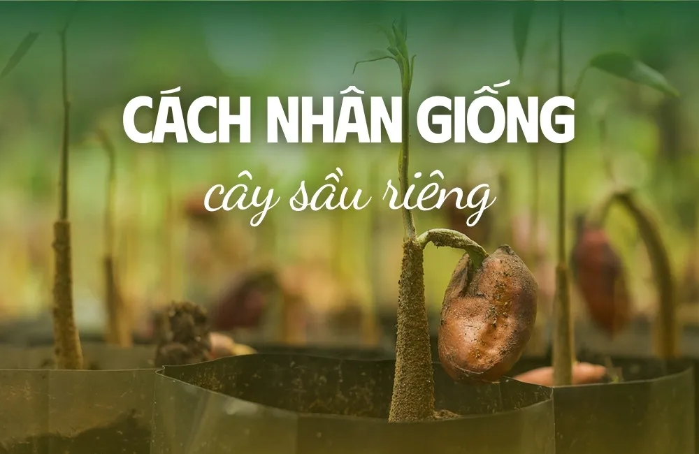 Cách nhân giống cây sầu riêng