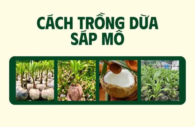 Tiền đề chuẩn bị cho cách trồng dừa sáp mô đạt hiệu quả cao