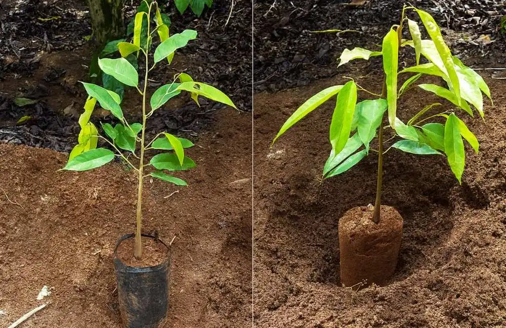 chọn đất trồng sầu riêng cấy mô