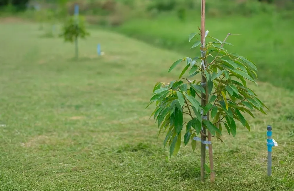 Khoảng cách trồng sầu riêng cấy mô