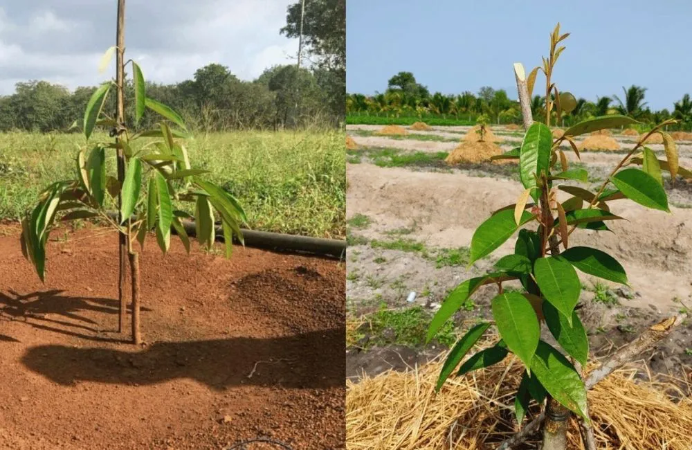 chăm sóc sầu riêng cấy mô