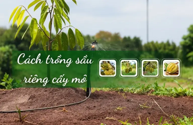 Cách trồng sầu riêng cấy mô khoa học cho cây nhanh bén rễ